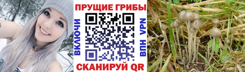 магазин    Качканар  Псилоцибиновые грибы прущие грибы 